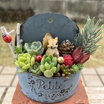 ★今だけ！特別価格♬ ★送料無料★♡そのまま飾れる♡リスちゃんの多肉植物寄せ植え╰(*´︶`*)╯♡