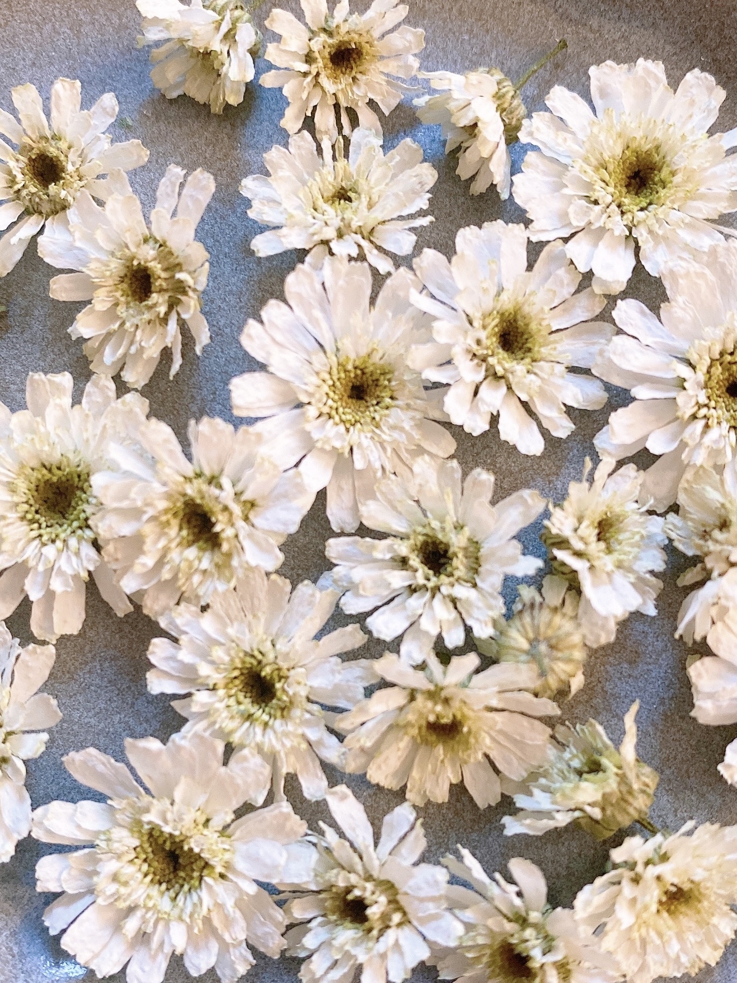 マトリカリア＊ダブルラテ♪アレンジ＊押し花染花＊ドライ花材にも♡ 日限定10 ドライ m flowers 押し花 マトリカリア ダブルラテ ドライ