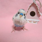 羊毛フェルト　リアルで可愛いセキセイインコ　ハルクイン　お腹水色タイプ　ほぼ実物大　ゆこりん工房