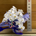 ミニチュアフラワー  胡蝶蘭