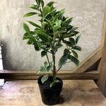 植木庭木 樒 しきみ