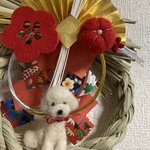 お正月飾り⭐︎トイプードル