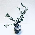 雲龍つげ　スパイラルドラゴン　鉢植え　植木鉢　小鹿田焼　陶器　観葉植物