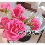 ※※ kaeru様専用ページ※※ アイリスクォーツ ×淡水パール　ワイヤーペンダント（天然石ワイヤーネックレス＊天然石ワイヤー）