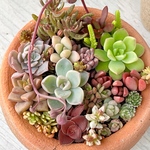 テラコッタ鉢＊きまぐれ寄せ植え＊多肉植物＊このまま鉢ごと♪
