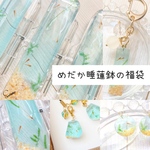 【2023福袋】めだか睡蓮鉢の福袋