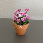 ビオラ　花鉢　5