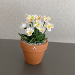 ビオラ　花鉢　3