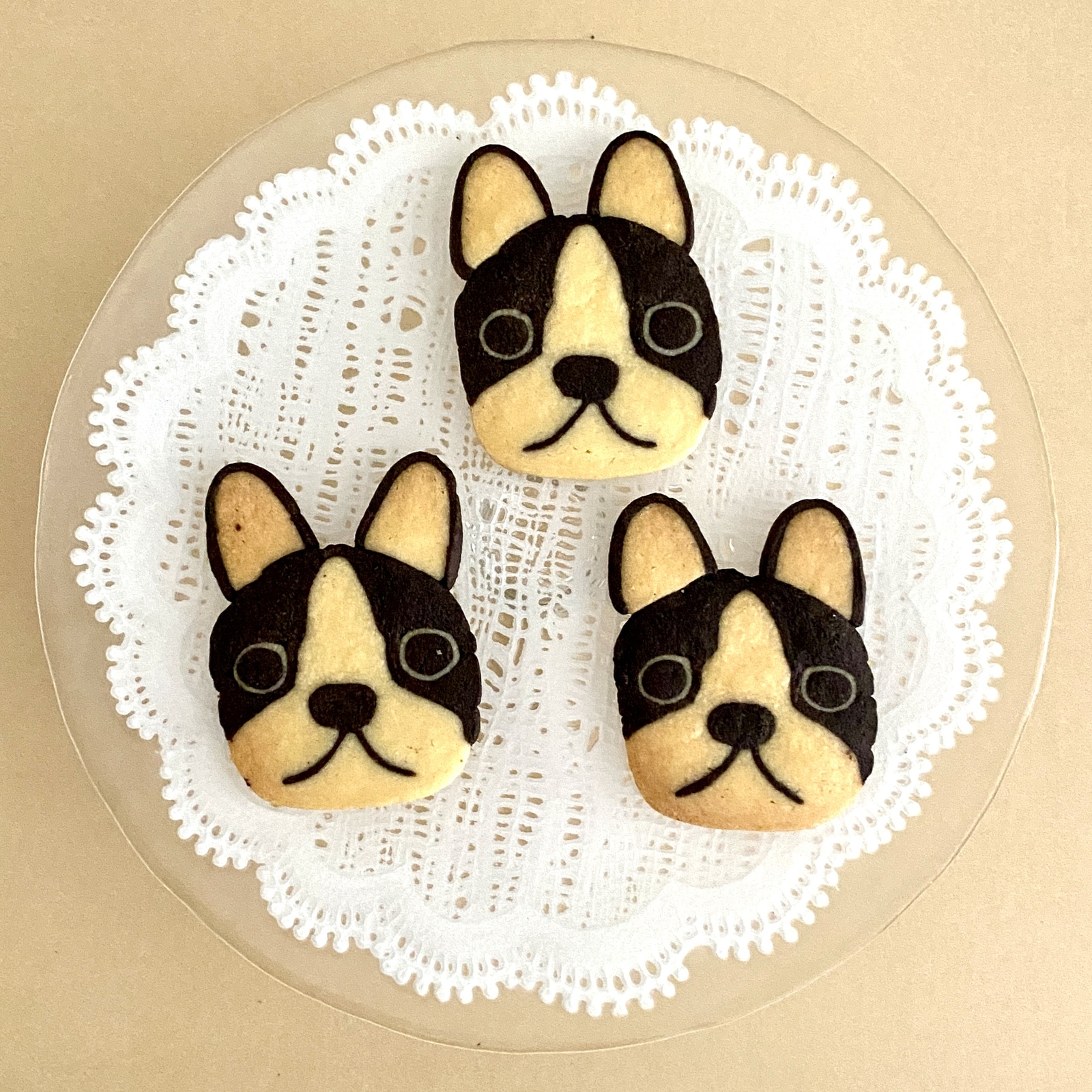 国内人気作家様　ボストンテリア ボストンテリア（ライト級） - 子犬や子猫たちのペット販売情報が満載