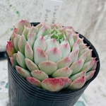 多肉植物　シャーロットローズ