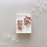 ビオラ ピアス/イヤリング
