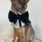 🎀🖤 サイズご希望お受けします 🖤🎀ファースタイ🖤 🎀カラー選べます🖤🎀猫服　犬服　猫スタイ　犬スタイ