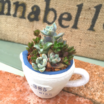 多肉植物寄植えCupタイプ