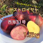 赤いジャガイモ2種セット《新ジャガ♪》愛媛県産