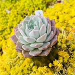 多肉植物　ポセイドン