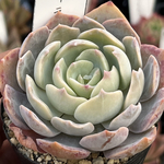 多肉植物  シャルドネ