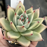 多肉植物  トコル