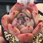 多肉植物  マドンナ