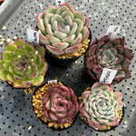 多肉植物 韓国輸入苗 エケベリア お買い得セット