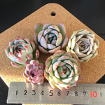 エケベリア小苗5品種セット　¥1.500-(送料込みです。)