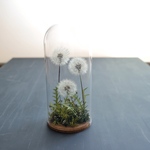 Botanical glassdome たんぽぽ  A