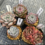 多肉植物 エケベリア お正月限定セット