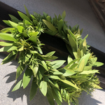 グリーン＊Green〜金宝樹のリース〜