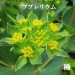 寒地・寒冷地向き　春まき花の種　 「ブプレリウム」50粒　フラワーアレンジメント