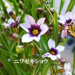 春まき花の種　ニワゼキショウ(庭石菖) 　50粒以上　多年草