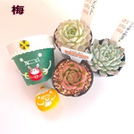 2023福々鬼BOX【梅】