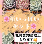 🌸2023年箱いっぱいセット🌸札付き苗10個以上