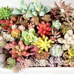 冬季限定‼️ちまちま寄せ植え＊ちび苗＊紅葉中‼️＊抜き苗