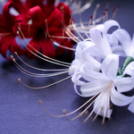 【受注販売】つまみ細工　髪飾り　彼岸花