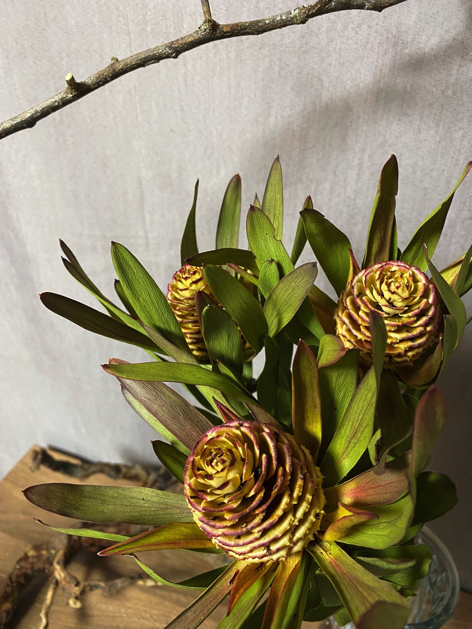 30本 リューカデンドロン アヨバアフリカンスカイ 30本 リューカ