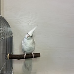 天然木　止まり木　お名前刻印可能🐥No.12