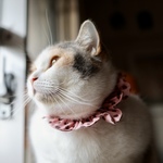 猫首輪《S》ポルカドット ベリーチョコレート