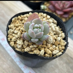 多肉植物 韓国輸入苗 プロリフィカ