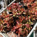 クラッスラ 紅稚児 1ポット分