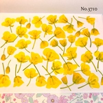 ♡new♡作家様必見♡ ♡可愛い菜の花の押し花セット♡