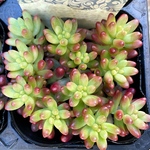 オーロラ　多肉植物