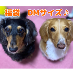 犬服　♡福袋販売のお知らせ♡