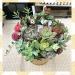 【このまま飾れます☺︎】仲良しウサギさん＆ゾウさん♪多肉植物寄せ植え