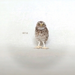 YK✽G　フクロウ