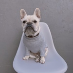 オーダー犬服 裏シャギー ストレッチリブTシャツ ライトグレー