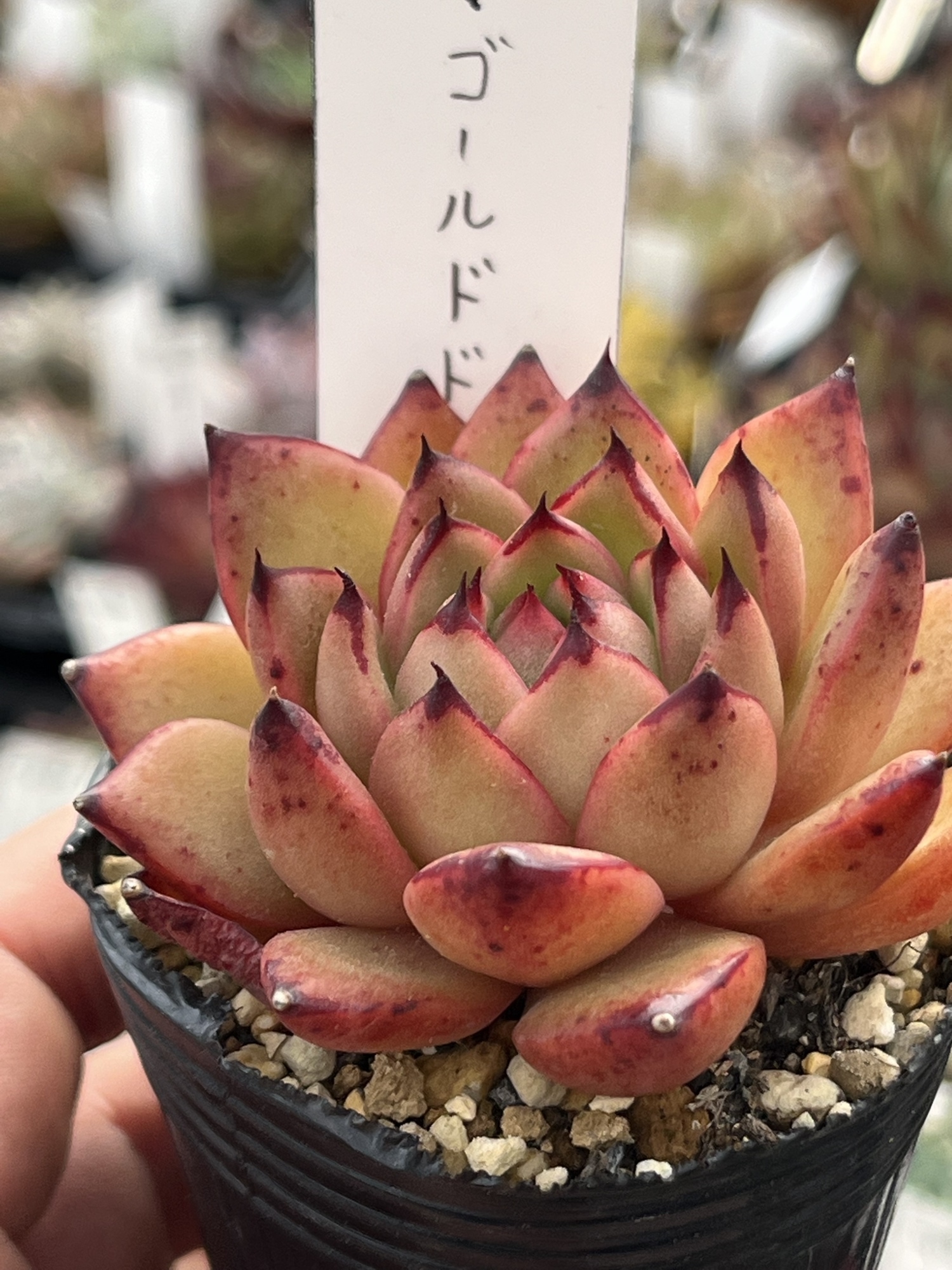 多肉植物 ケッセルリンギアナ - lapis-plus | minne byGMOペパボ 国内