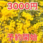 銀葉アカシア（ミモザ）生花