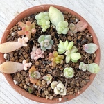 多種類ベビー盛り合わせ♡多肉植物＊抜き苗