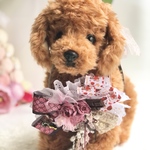 犬お花チョーカー≪バレンタイン≫　写真撮影　トリミング　首飾り　犬猫アクセサリー　ヘッドアクセ　うちの子　