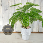 カラテア レオポルディナ　観葉植物