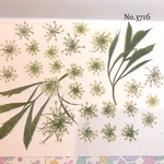 ♡new♡作家様必見♡ ♡レースフラワー 押し花♡